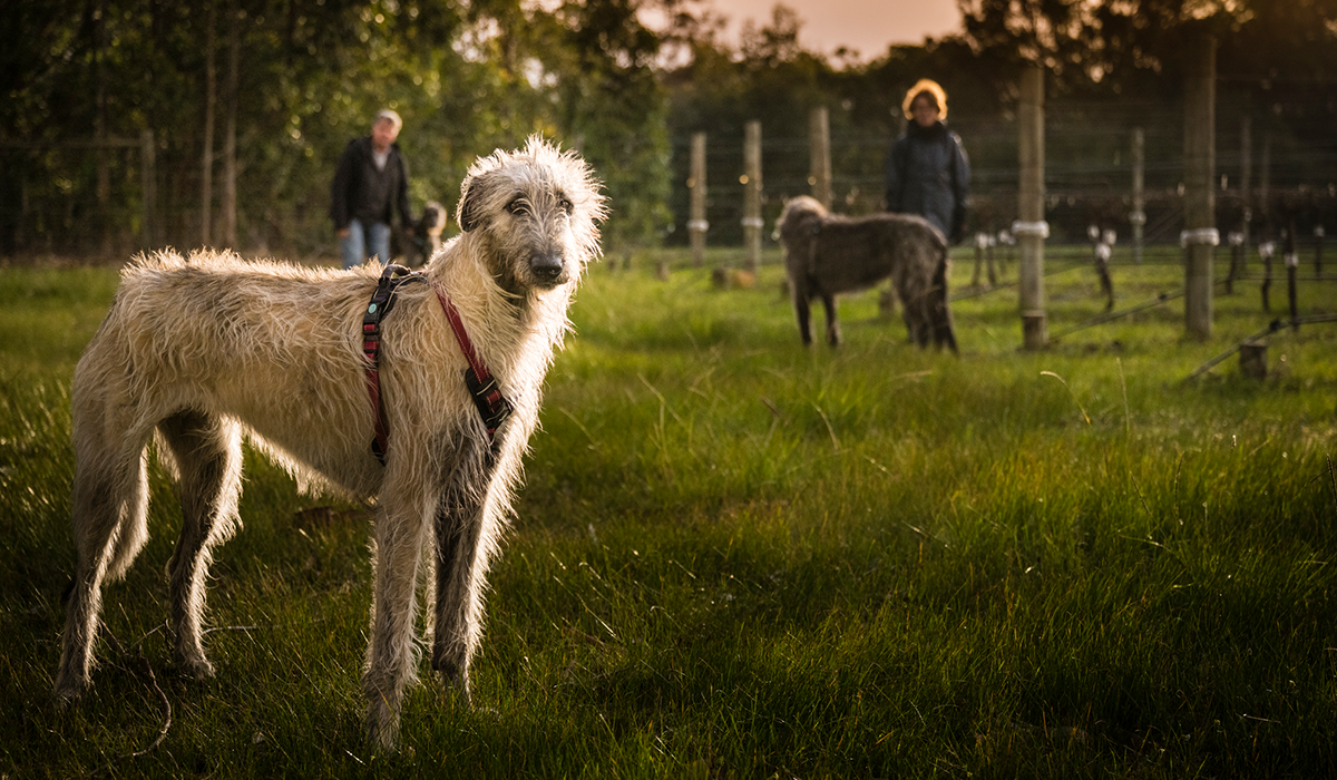 Dogs in Flowstone vineyard